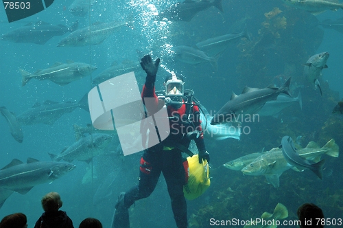 Image of Diver waving