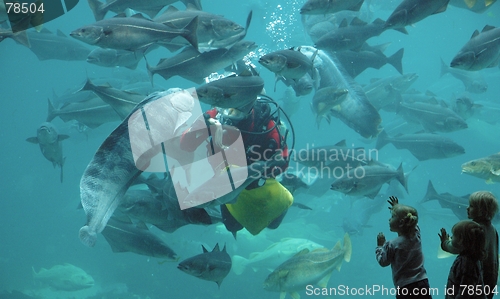 Image of Fish feeding