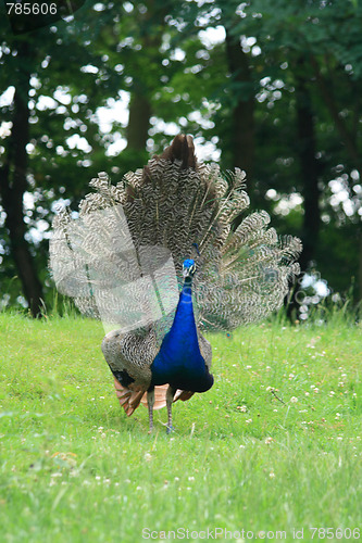 Image of peacock
