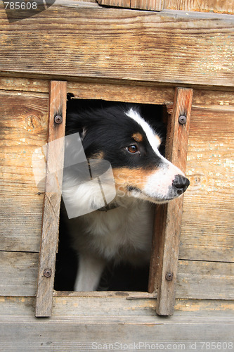 Image of dog in her house