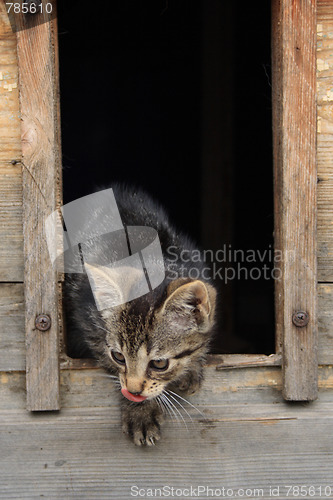 Image of cat in her house