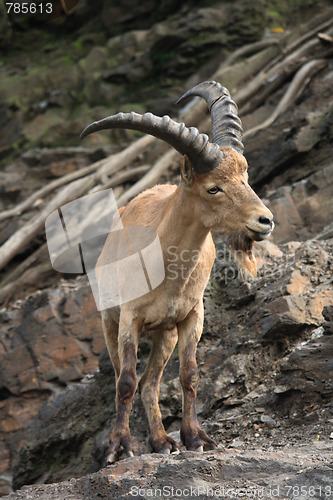Image of chamois