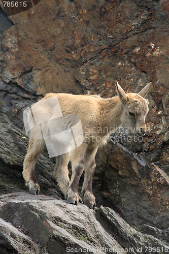 Image of small chamois