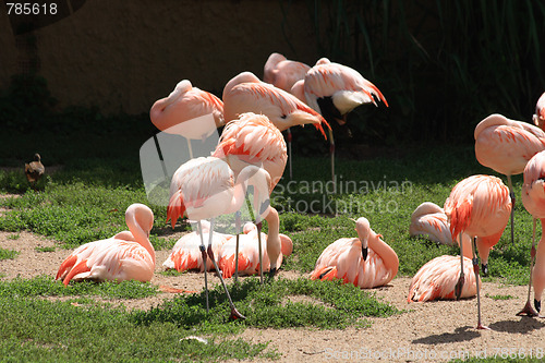 Image of flamingos