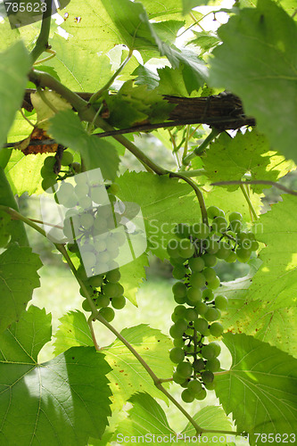 Image of green grapes 