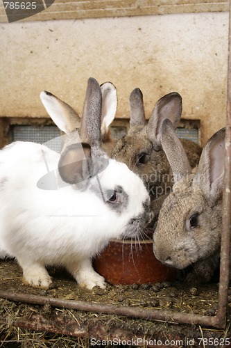 Image of rabbits