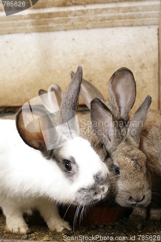 Image of rabbits