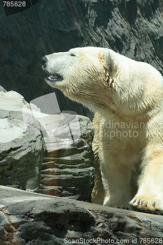 Image of ice bear
