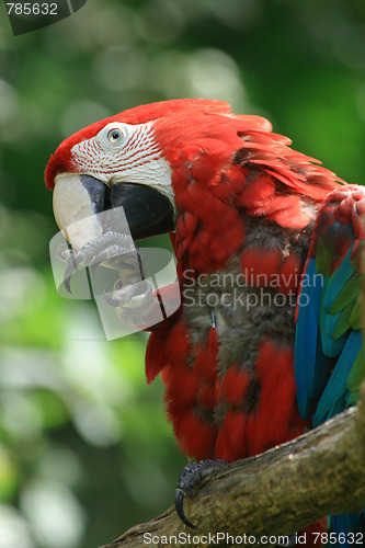 Image of red ara bird