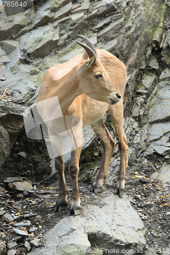 Image of chamois