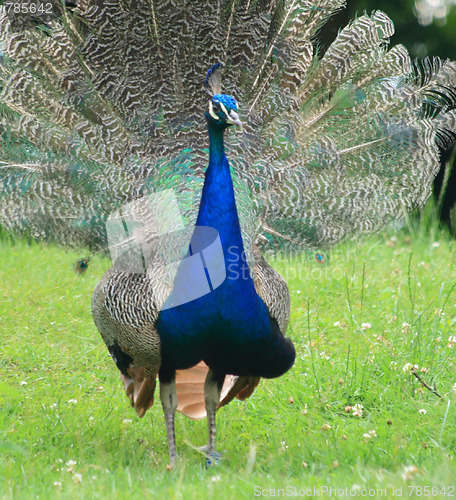 Image of peacock 