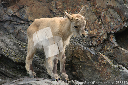 Image of small chamois