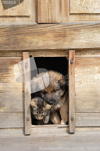 Image of cat and dog are friends