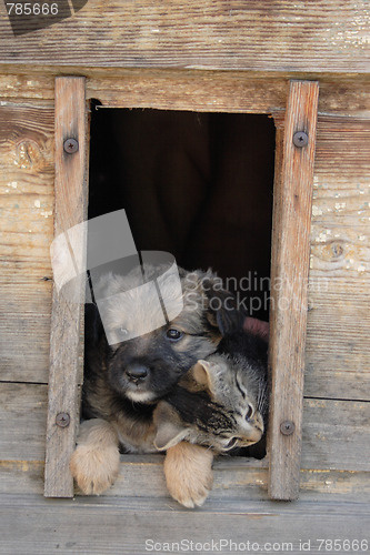 Image of cat and dog are friends