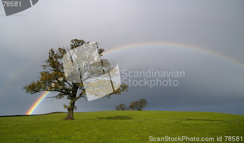 Image of Rainbow