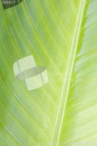 Image of Close-up of a tropical plant