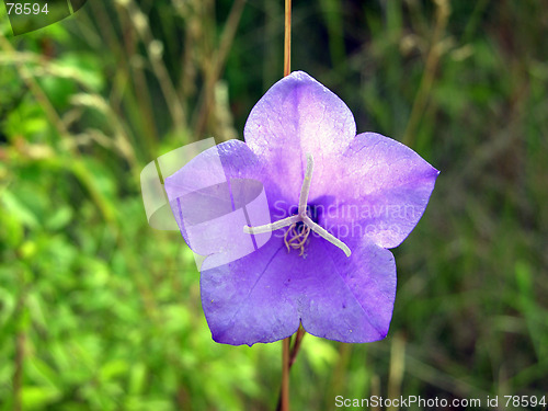Image of Flower 6