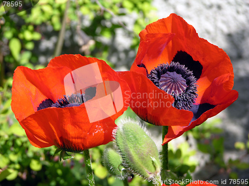 Image of Flower 2