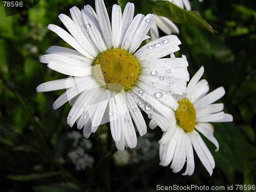 Image of Flower 3