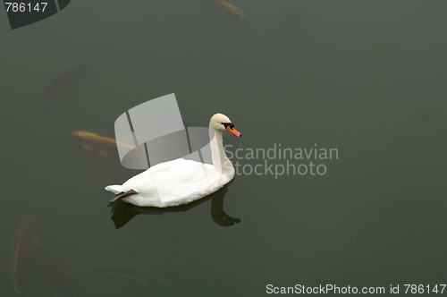 Image of White goose