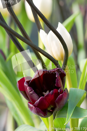 Image of Tulip flower