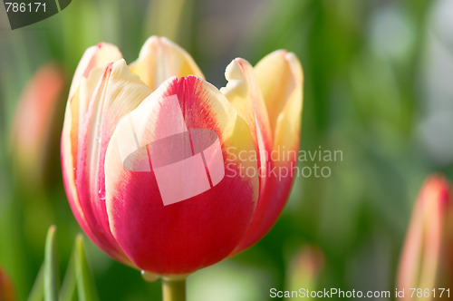 Image of Single tulip flower