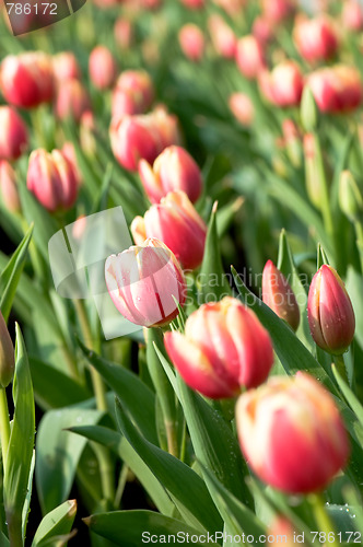 Image of Red tulip flowers