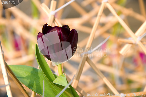 Image of Tulip flower