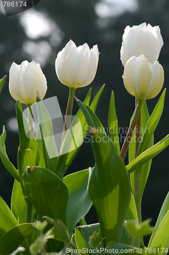 Image of Red tulip flowers