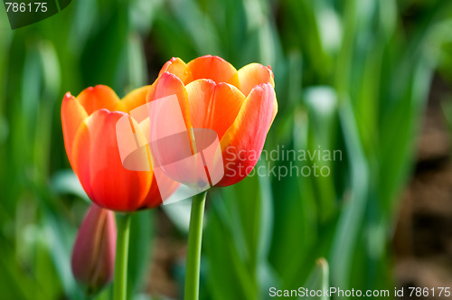 Image of Red tulip flowers