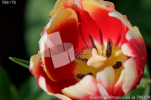 Image of Close up of tulip flower