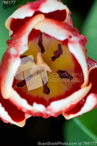 Image of Close up of tulip flower