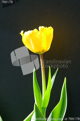 Image of Single tulip flower