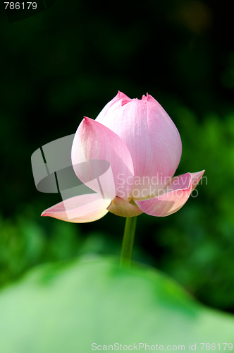 Image of Lotus flower