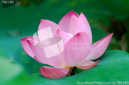 Image of Lotus flower