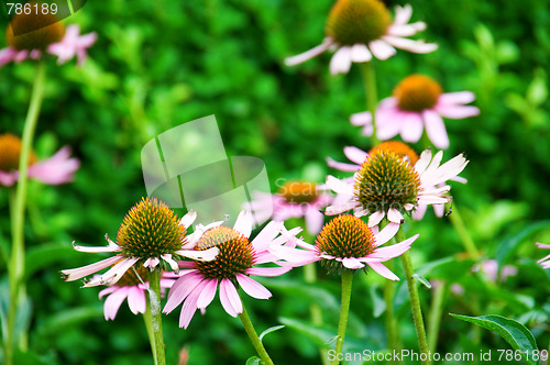 Image of Pink marguerite flowers