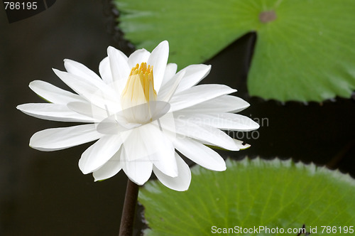 Image of White water lilies