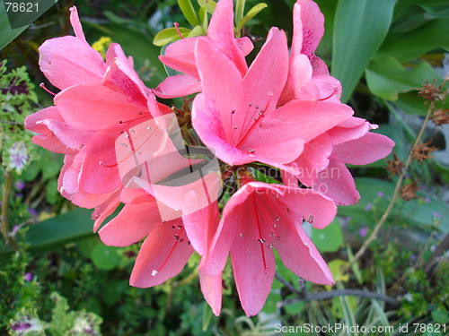 Image of Purple FLower