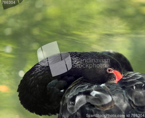 Image of Black swan (Cygnus atratus) peep