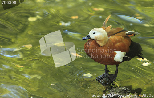 Image of Ruddy Shelduck (Tadorna ferruginea)