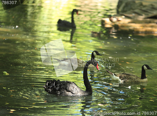 Image of Group of birds