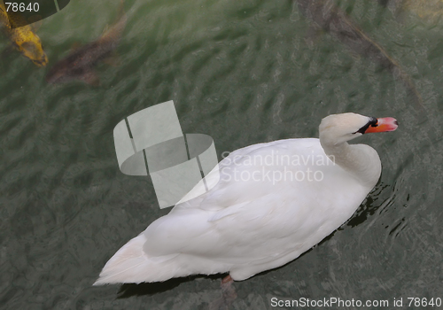 Image of Swan and fishes