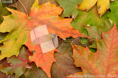 Image of Colorful autumnal leaves