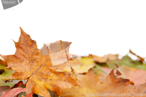 Image of Colorful autumnal leaves