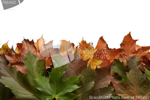 Image of Colorful autumnal leaves