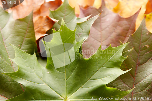 Image of Colorful autumnal leaves