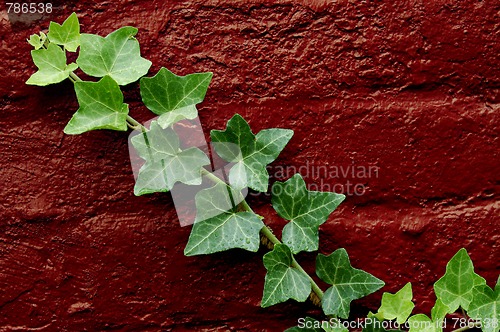 Image of Green Ivy