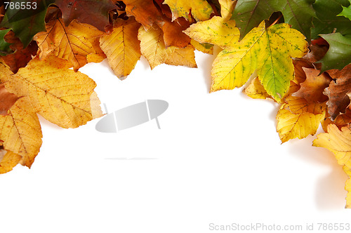 Image of Colorful autumnal leaves