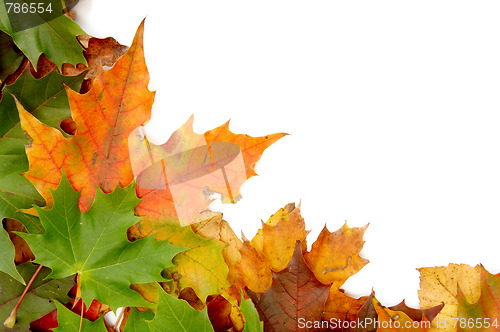 Image of Colorful autumnal leaves