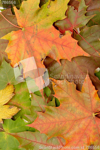 Image of Colorful autumnal leaves